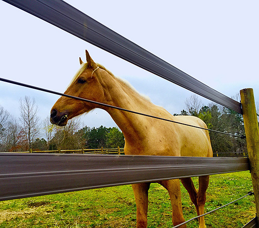 Fences as psychological barriers for horses.