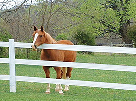 Horse Fencing Article