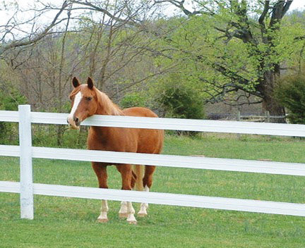 healthy pets adoption