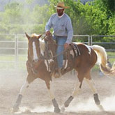 Controlling Dust for Healthy Horse Respiratory System!