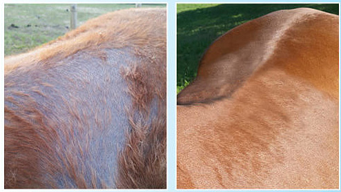 Treating Horse Skin Conditions