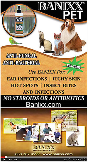 antifungal shoo for dogs banixx pet anti fungal anti bacterial antifungal shoo for dogs banixx pet anti fungal anti bacterial