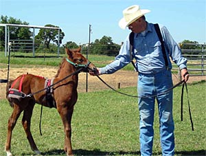 Foal  Training Equipment