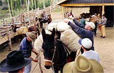 Packing horses and mules.