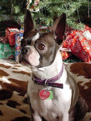 Molly (Boston Terrier) Owned by Mona Stone
