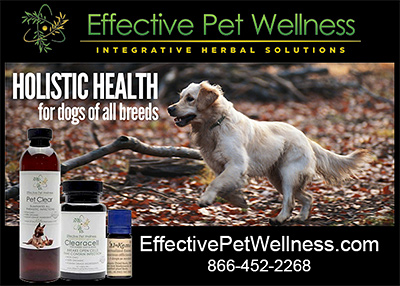 Effective Pet Wellness