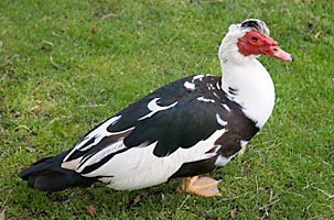 Muscovy duck fly control