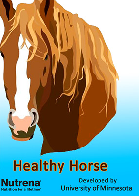 Healthy Horse