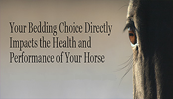 Choosing horse bedding for best horse health!