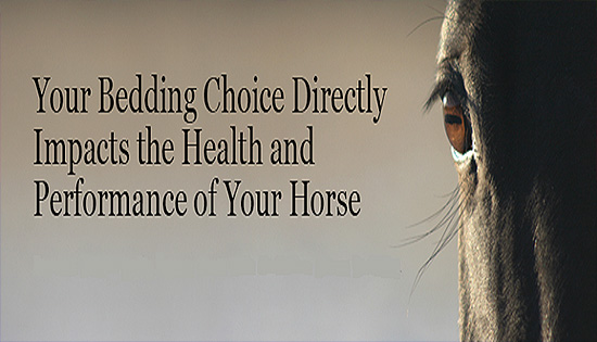 Horse Stall Bedding and Horse Health