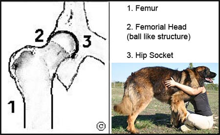 Normal Dog Hip Joint