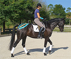 The value of Elastic Kinesiology tape for equine.
