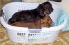 Buddy and Max Owned by Cheryl Shores-Taylor