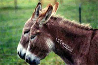 horse sour buddy fixing erman monica left