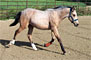 InfoHorse.coms adopted foal Dream!