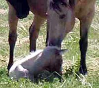 Horse babies