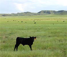 You can tell by the alert expression and body language of this calf that the photographer is well within its recognition zone, and almost into its the flight zone.