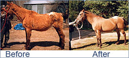 Better nutrition helped this cushings disease horse.