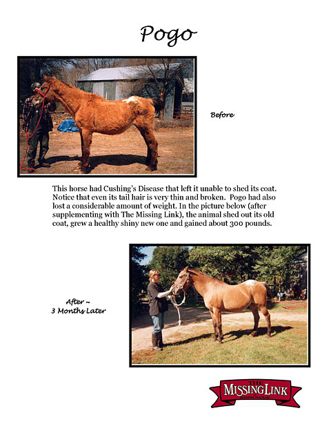 Helping horses with cushings through better nutrition