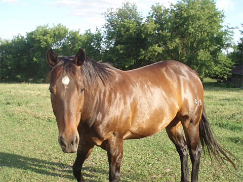 Feral or Domestic Horses