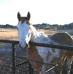 Taking care of our horses using health supplements