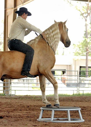 Helping horses with arthritis