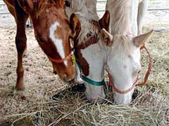 Flax seed for foals