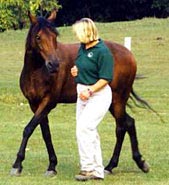 John Lyons Certified Horse Trainer Tracy Porter