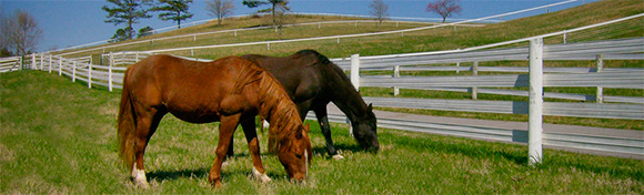 Ramm Horse Fencing that Works!