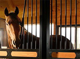 Keeping Horses Safe by Accident Proofing