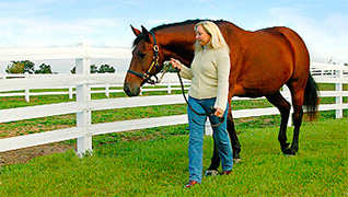 Horse Fencing Projects