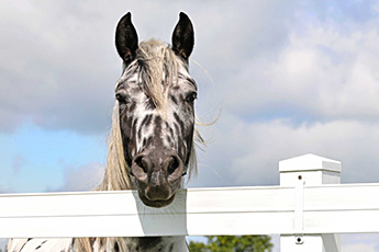 Choosing the Best fence for Your Horse!