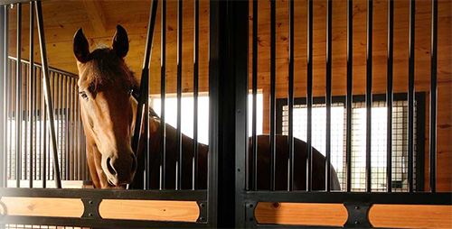 See the world through the eyes of your horse fopr safety!