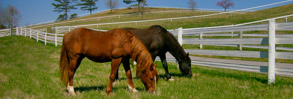 Using Fences to Keep Domestic Horses Safe!