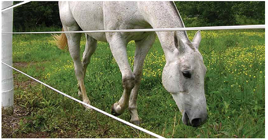 HTP Line Horse Fencing