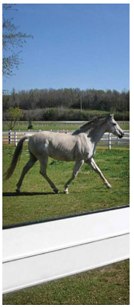 HTP Fencing is a safer Horse Fence