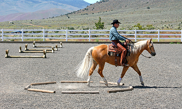Take advantage of the octagon box and learn how to trot over poles.