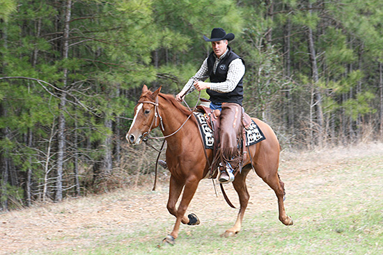 Letting my colt warm-up in an extended trot.