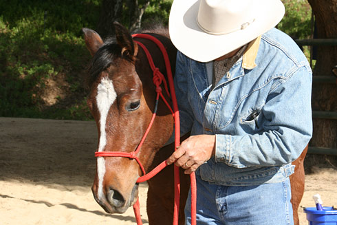 Teach your horse to accept the lead rope being put into his mouth.
