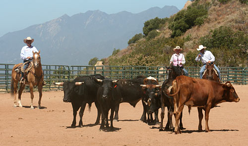 This couple receive instruction on proper cattle handling.