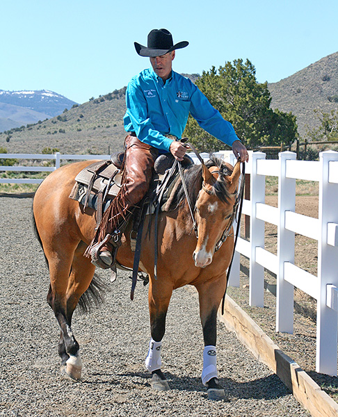 Im using the fence to help introduce haunches in.