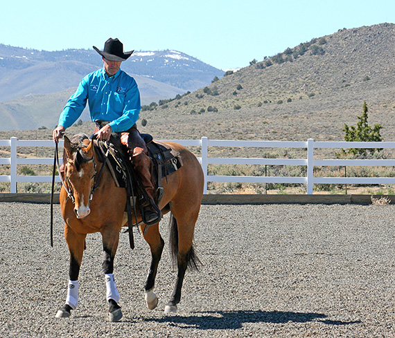 This filly is reaching forward and left with her right hind leg.