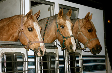 Palomino Horses - Lets go find a parade!