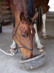 Horse Ulcer Prevention and Treatment