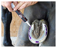 Treating White Line in horse hoofs