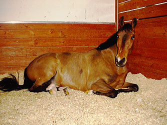 Horse laying down.