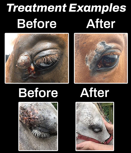Horse Sacroid Treatment