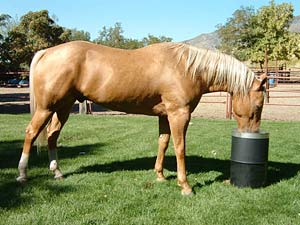 Automatic Horse Waterer by Bar Bar A