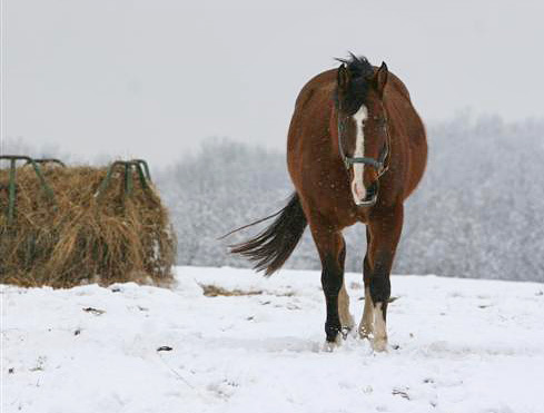 Cold weather horse feeding