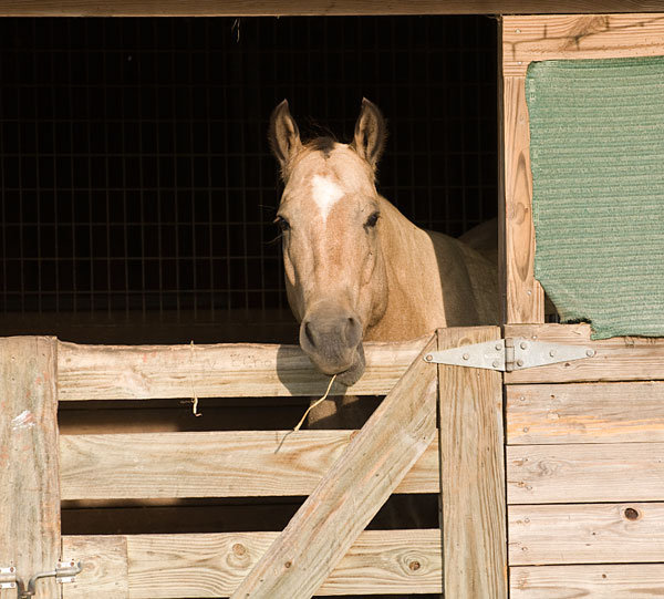 InfoHorse.com Horse Dream in Stall